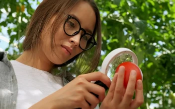 Stock Video Farmer Checking A Tomato With A Magnifying Glass For PC
