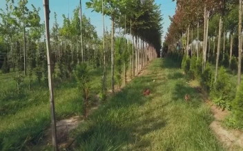 Stock Video Farm Workers In A Field Of Trees For PC