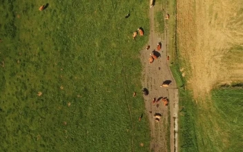 Stock Video Farm Animals In The Sun For PC