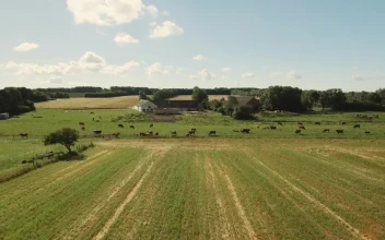 Stock Video Farm Animals In A Field For PC