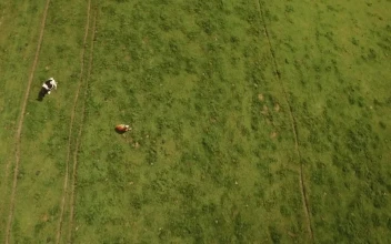 Stock Video Farm Animals Feeding In A Field For PC