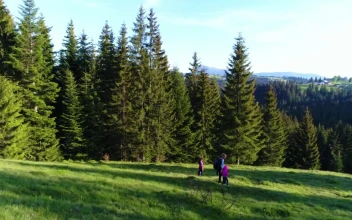 Stock Video Family Taking A Walk In The Meadow Next To The For PC