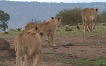 Stock Video Family Of Lions Walking On The Savanna For PC
