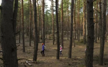 Stock Video Family Hiking Through The Forest For PC