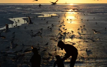 Stock Video Family Feeding Birds At Sunset For PC