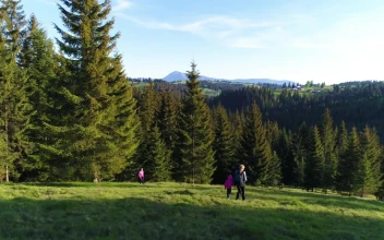 Stock Video Family Exploring The Meadow For PC