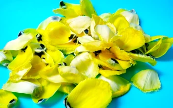Stock Video Falling Yellow Petals Reverse Video For PC