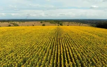Stock Video Mixkit Flying Over A Large Sunflower Field Smal For PC