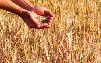 Stock Video Hands Checking The Wheat Crops For PC