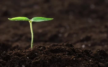 Stock Video Hand Watering A Small Plant Close Up For PC
