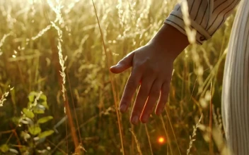 Stock Video Hand Touching Wheat In Golden Sunset For PC
