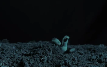 Stock Video Hand Of A Zombie Coming Out Of The Grave For PC