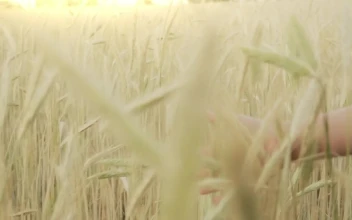 Stock Video Hand Of A Girl During A Walk In A Wheat For PC