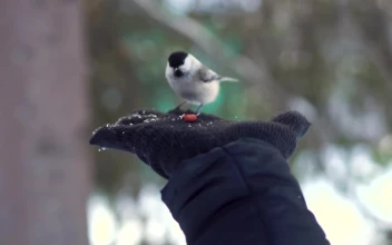 Stock Video Hand Feeding A Tiny Bird For PC