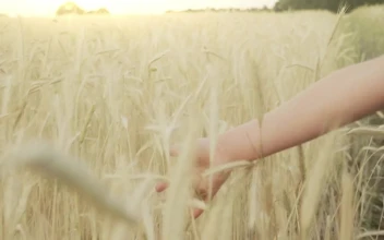 Stock Video Hand Brushing Through Wheat Field In Slow Motion For PC