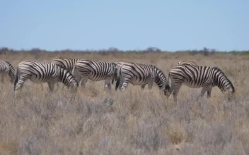 Stock Video Group Of Zebras Eating In The Savannah For PC