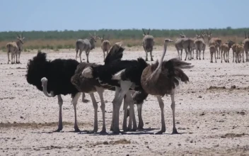 Stock Video Group Of Ostrich On A Sunny Savanna For PC