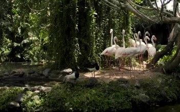 Stock Video Group Of Flamingos On The Shore Of A Lake For PC