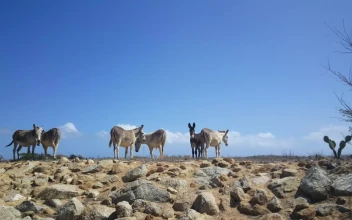 Stock Video Group Of Donkeys On A Deserted Landscape For PC