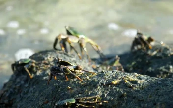 Stock Video Group Of Crabs Standing On A Rock For PC