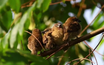 Stock Video Group Of Birds Resting In A Tree For PC
