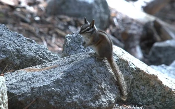 Stock Video Ground Squirrel Standing On A Rock For PC