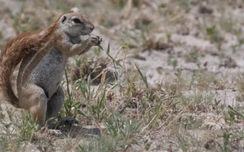 Stock Video Ground Squirrel Eating Grass For PC