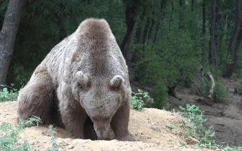 Stock Video Grizzly Bear Sniffing The Ground For PC
