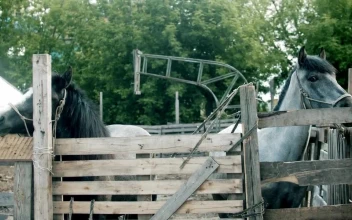 Stock Video Grey And Black Horses In The Stable For PC