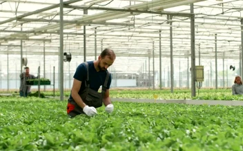 Stock Video Greenhouse Worker Inspects Growth Of Vegetables For PC