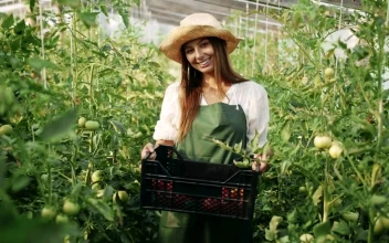 Stock Video Greenhouse Worker Holds Crate Of Vegetables For PC