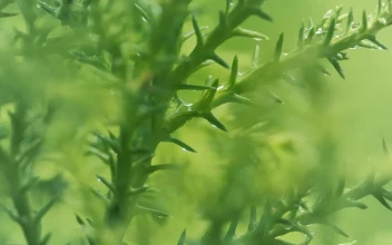 Stock Video Green Wet Plants Close Up For PC