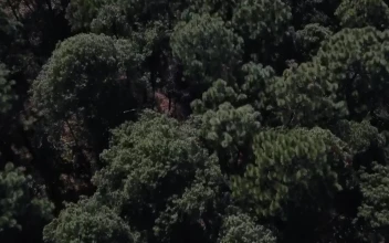 Stock Video Green Treetops For PC