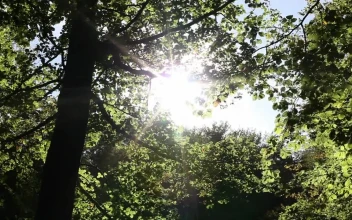 Stock Video Green Trees Under The Sun Light For PC