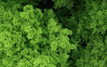 Stock Video Green Trees Forest From Above For PC