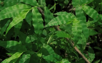 Stock Video Green Plants On A Sunny Day For PC