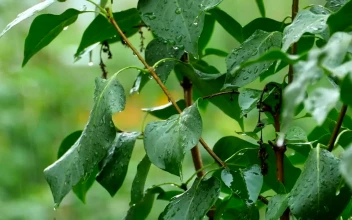 Stock Video Green Plant Under Heavy Rain For PC
