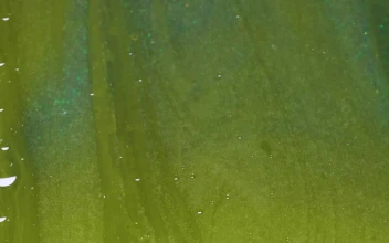 Stock Video Green Liquid Texture For PC