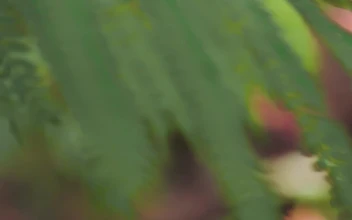 Stock Video Green Leaves Being Moved By The Wind For PC