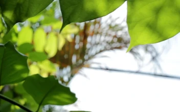 Stock Video Green Leaves And Tall Ferns For PC