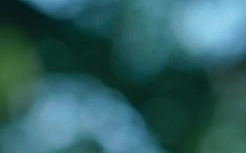 Stock Video Green Leaves And Branches Of A Tree Out Of Focus For PC