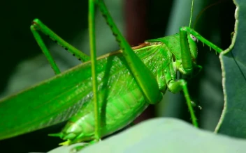 Stock Video Green Leaf Insect Standing On A Leaf For PC