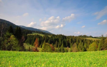 Stock Video Green Landscape Of A Sunny Meadow For PC
