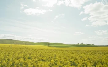 Stock Video Green Hills Behind A Crop Field For PC