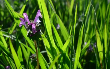 Stock Video Green Herbs With Small Purple Flowers For PC