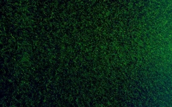 Stock Video Green Grass Texture In Motion For PC