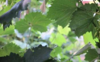 Stock Video Green Grapes Growing For PC