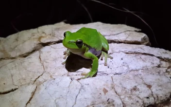 Stock Video Green Frog Standing On A Rock For PC