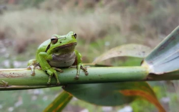 Stock Video Green Frog Standing On A Green Branch For PC