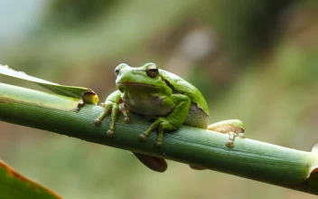 Stock Video Green Frog Resting On A Branch For PC
